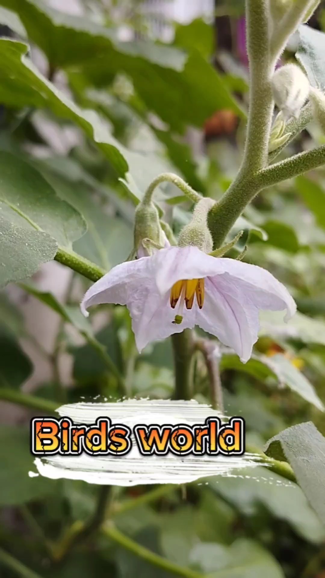 Dunia burung 