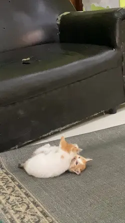 Kucing ang ang
