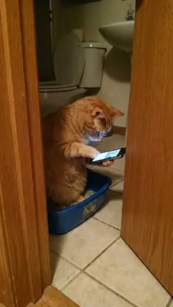 kucing main hp 