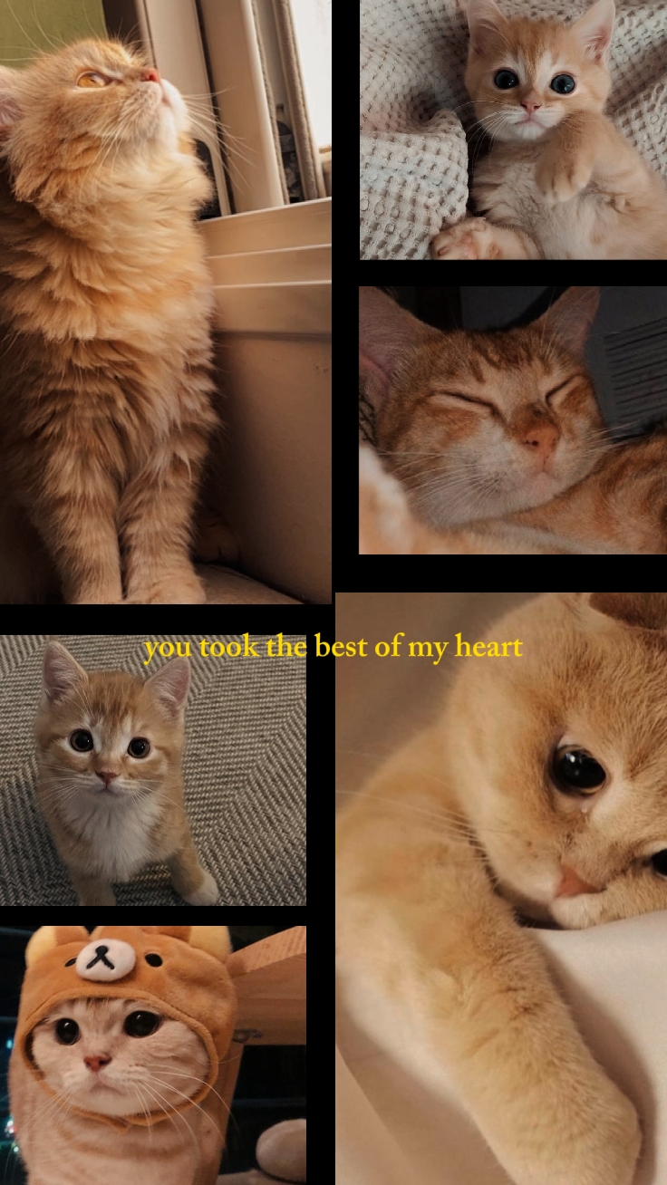 Cat Memories