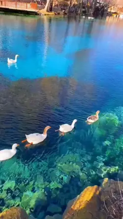 swim swim