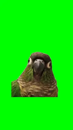 Funny Parrot Meme