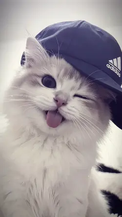 TREND MALA LIRIK