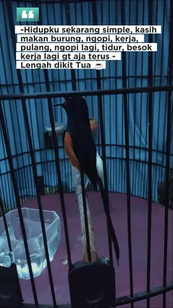 Status34Omkumiskicau