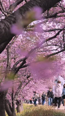 桜のある風景