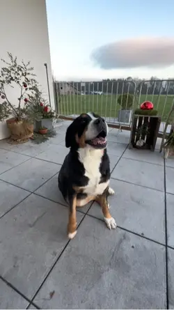 mein bbyy