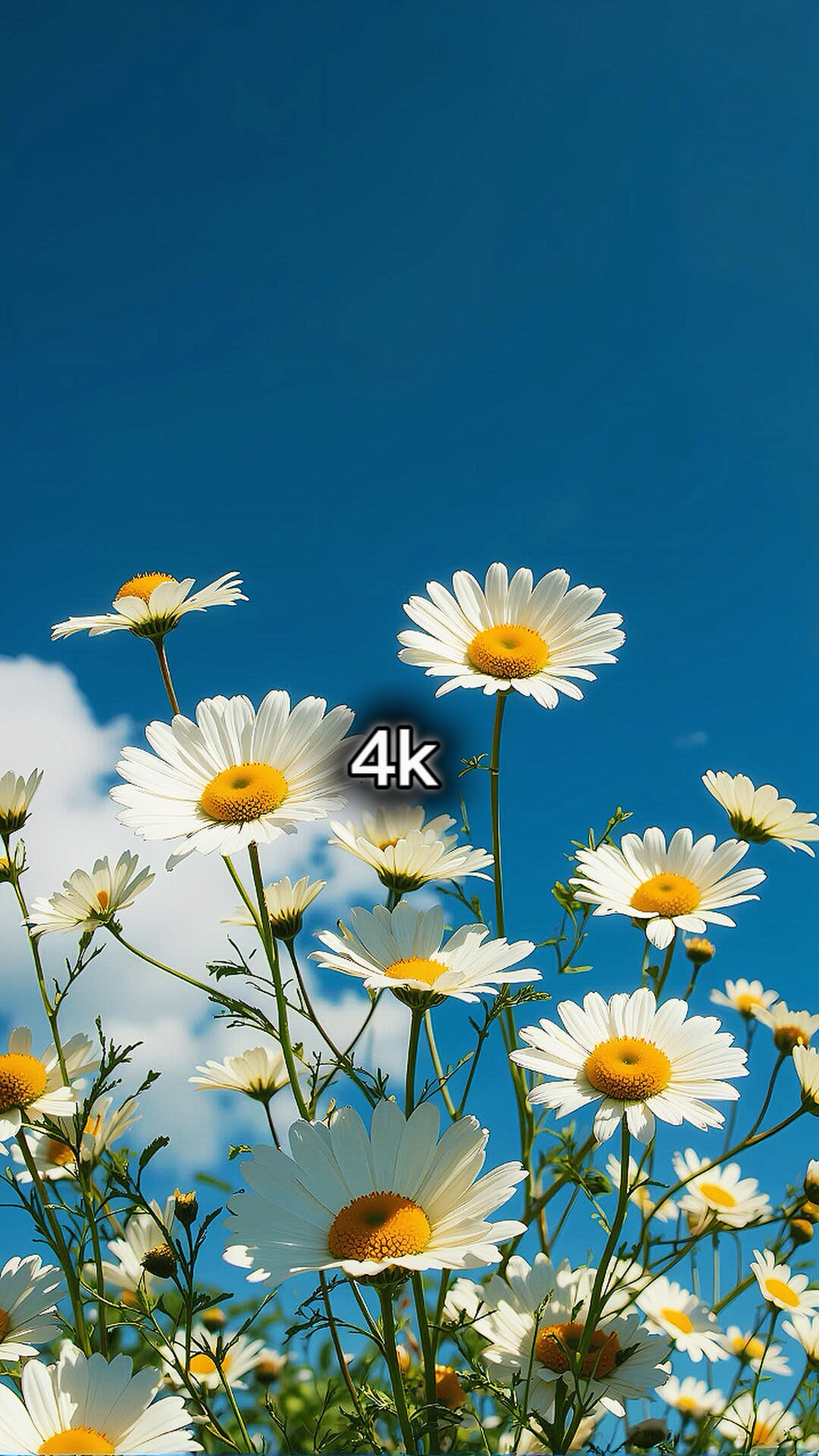 140p to 8k+ filter 