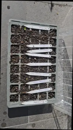 Planting