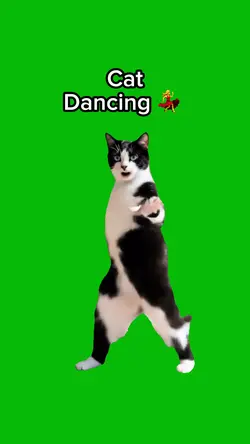 Cat Dancing