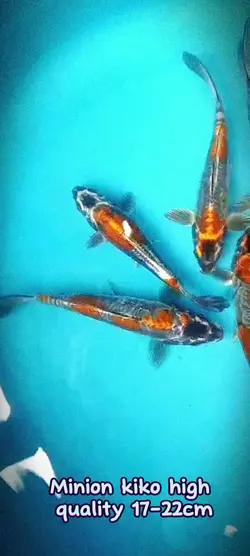 ikan koii