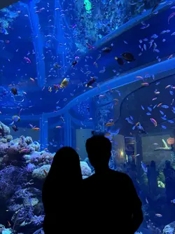 aquarium 