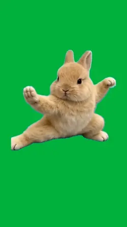 Bunny 