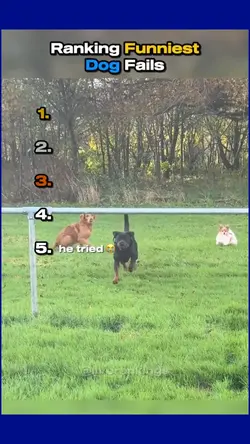 funny dogs