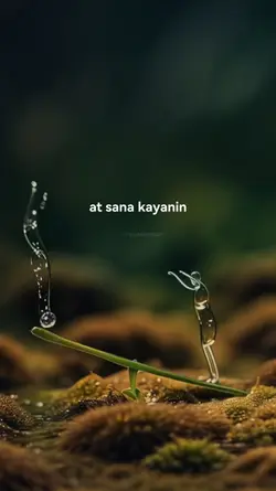 SANA KAYANIN
