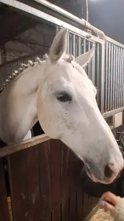 Equestrianlife>>>