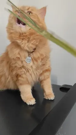 Kucing Main