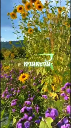 #ทานตะวัน