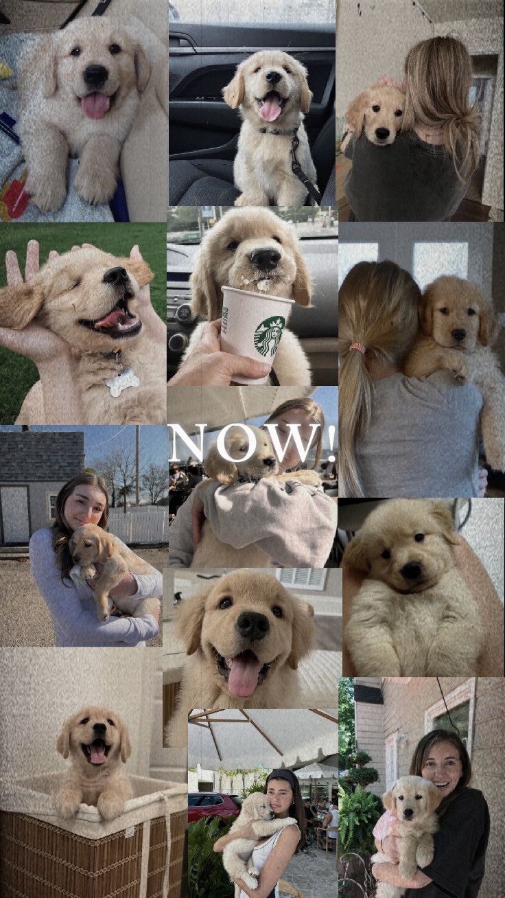 Now I Miss You Doggy