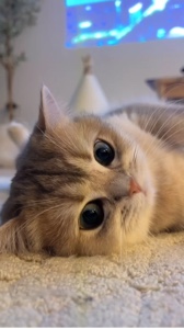 Kucing Lucu | Lucu