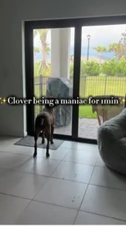 Clover lol