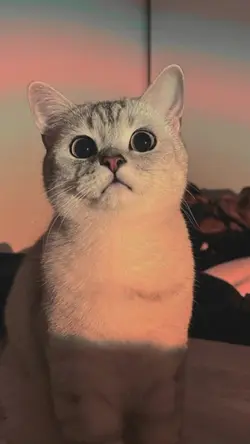 Versi Gerak Cipicipi