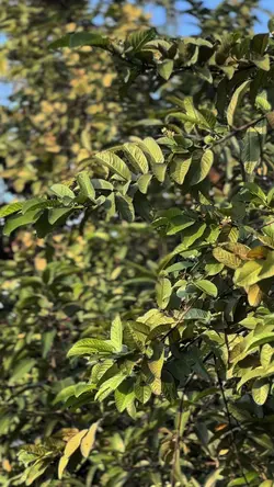 MELODY TEROMPET KANE