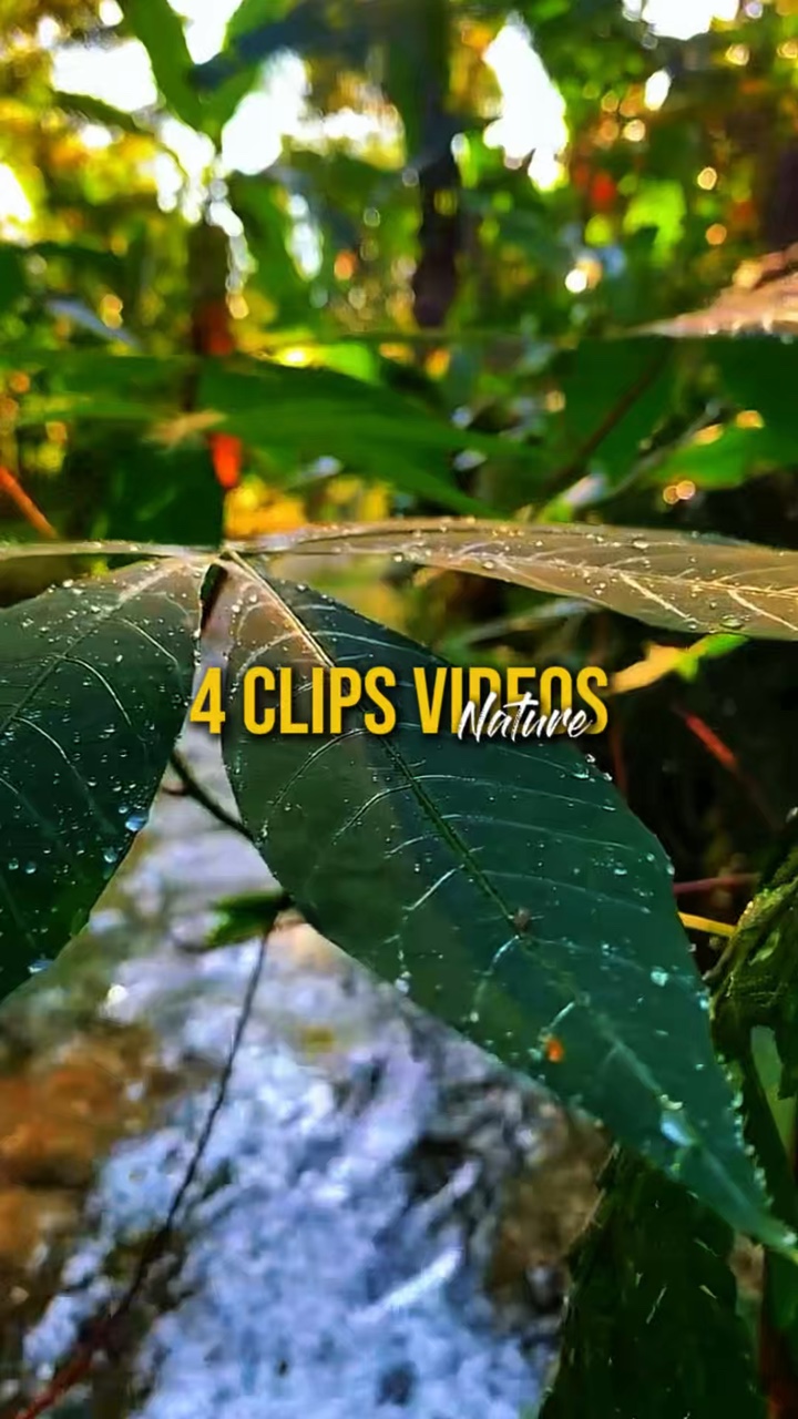4 Vídeos Natureza