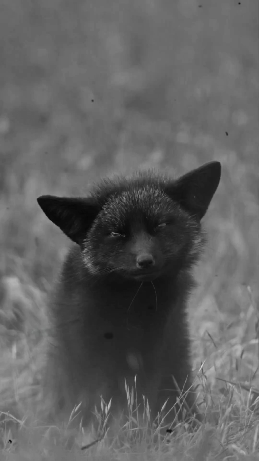 TIERWELT