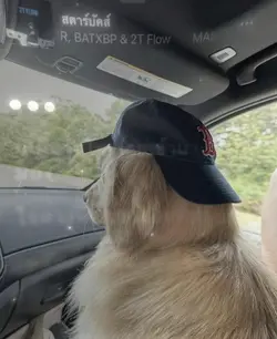 สตาร์บัคส์