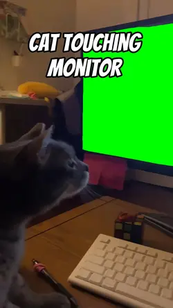 Cat touching monitor
