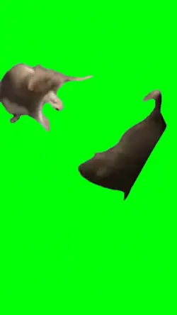 RAT FIGHT