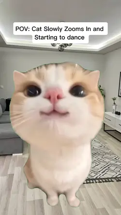 Cat Zoom In & Dance