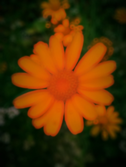 ইসলামিক ভিডিও 