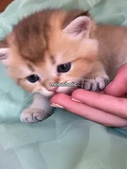 meowholic