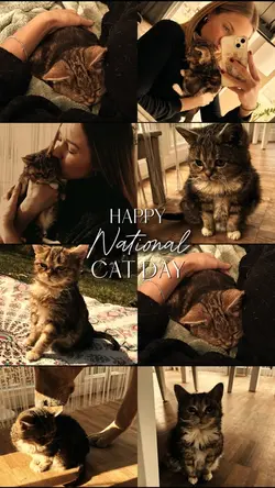 National Cat Day 