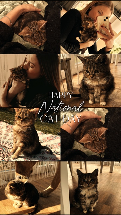 Hari Kucing Nasional 
