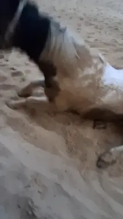 HORSE SLOWMO