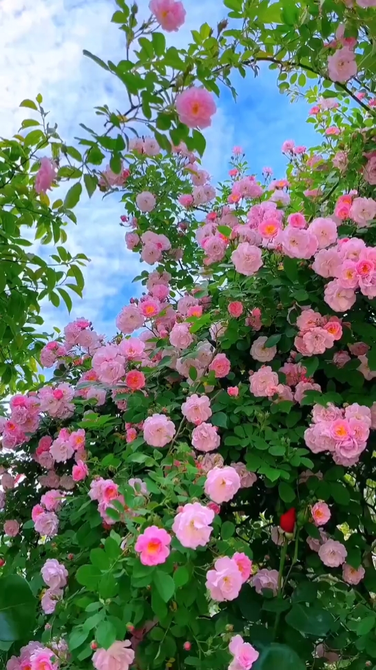 Amante De Las Flores