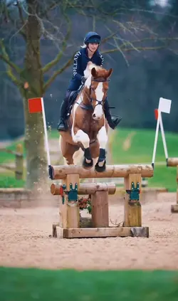 Beautiful horse