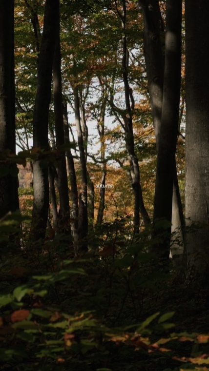 autumn