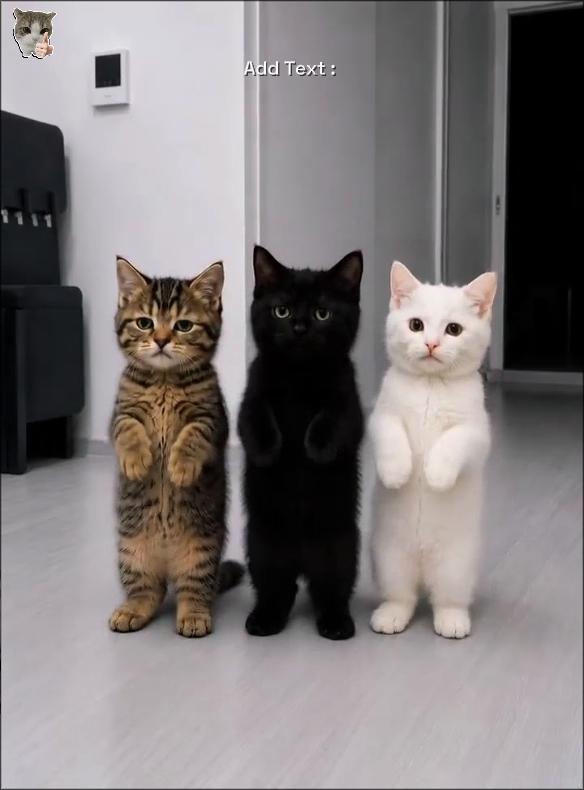 Tren Kucing Lucu