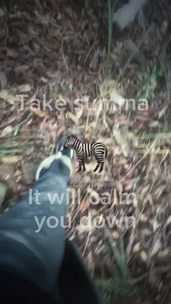 🦓