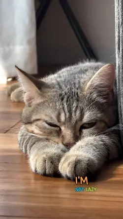 lazy cat