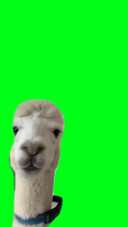 Funny Llama Meme 