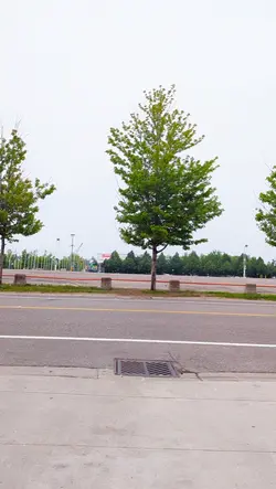 Strava Running Trend