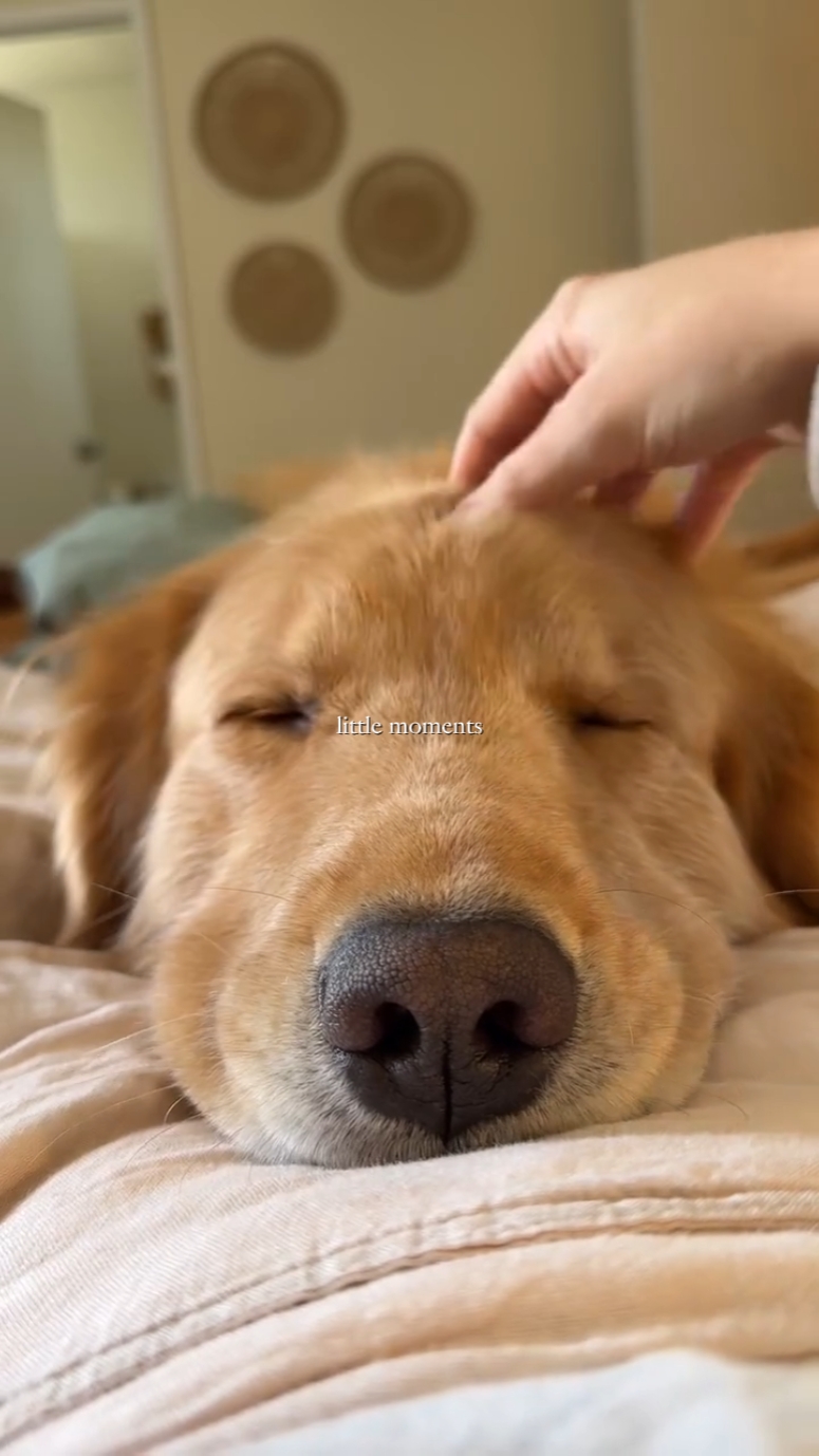 Pov: resumen del dueño del perro