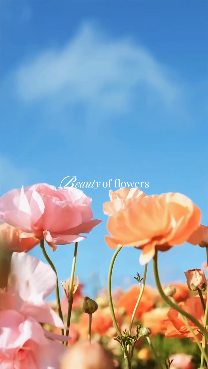 Beleza das flores