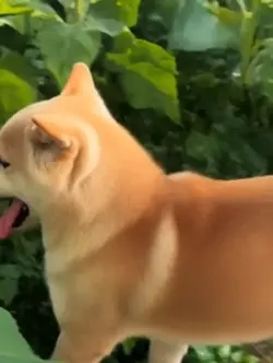 愛犬からの母の日プレゼント