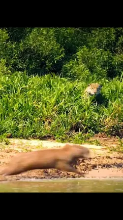wildlife animals