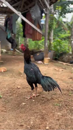 kata kata hoby ayam